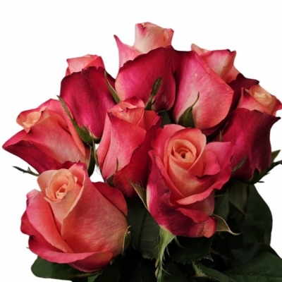 Růžová růže HELENE 50cm (XL)
