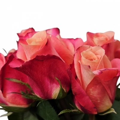 Růžová růže HELENE 50cm (XL)