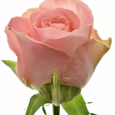 Růžová růže HERMOSA 50cm (XL)