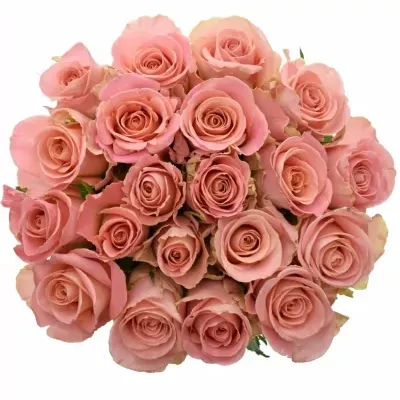 Ružová ruža HERMOSA 70cm