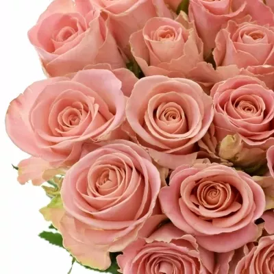 Růžová růže HERMOSA 70cm
