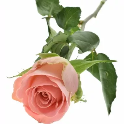 Růžová růže HERMOSA 70cm