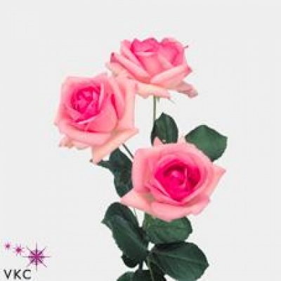 Růžová růže trsová HISTORY 35cm/4+