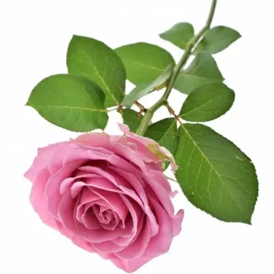 Růžová růže HONEY AVALANCHE+ 80cm (XL)