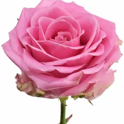 Růžová růže HONEY AVALANCHE+ 50cm (XL)