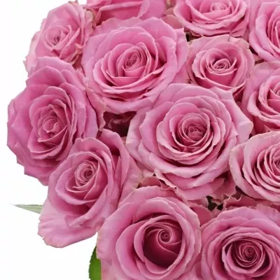 Růžová růže HONEY AVALANCHE+ 80cm (XL)
