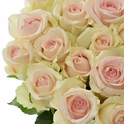 Růžová růže HONOLULU 65cm