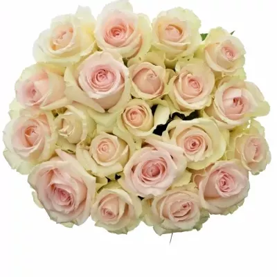 Růžová růže HONOLULU 65cm