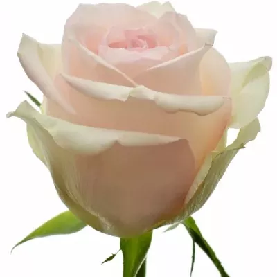 Růžová růže HONOLULU 80cm