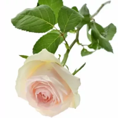 Růžová růže HONOLULU 65cm