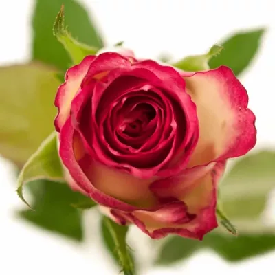 Růžová růže HOT PINK LACE 50cm/3+ (S)