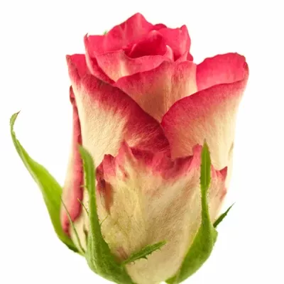 Růžová růže HOT PINK LACE 50cm/3+ (S)