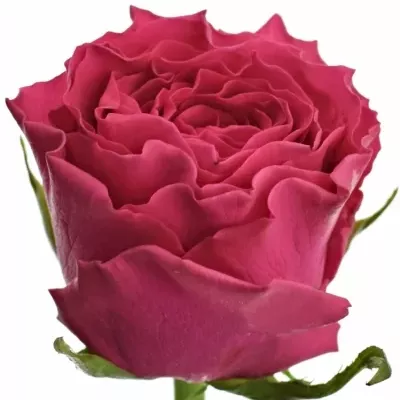 Růžová růže HOTSPOT 70cm (XL)