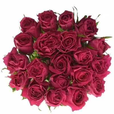 Růžová růže HOTSPOT 80cm (XL)
