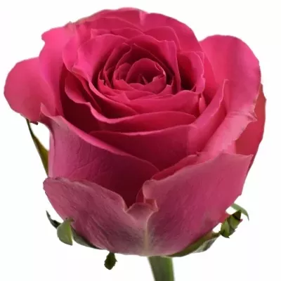 Růžová růže HOTTIE