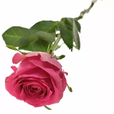 Růžová růže HOTTIE