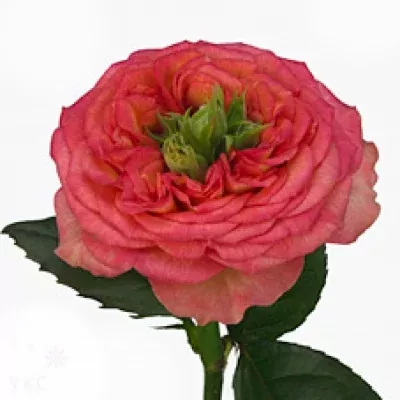 Ružová ruža HOUDINI40cm (XL)