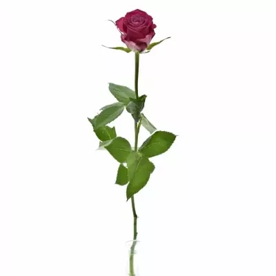 Růžová růže I2I 