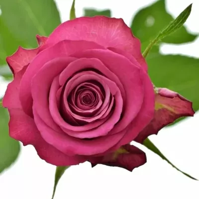 Růžová růže I2I 