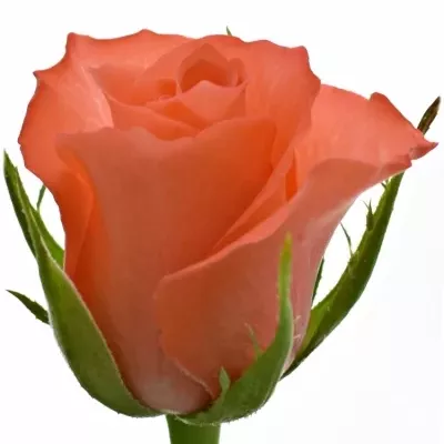 Růžová růže IMPULSE 50cm (S)