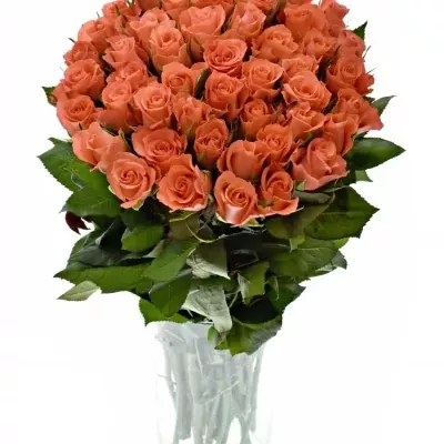 Růžová růže IMPULSE 50cm (S)