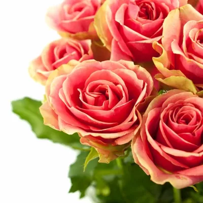 Růžová růže ISIS CLASSIC! 50cm (S)
