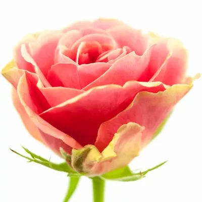 Růžová růže ISIS CLASSIC! 50cm (S)