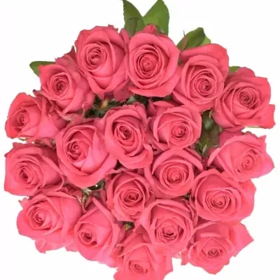 Růžová růže IVY+ 70cm (XXL)