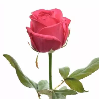 Růžová růže IVY+ 70cm (XXL)
