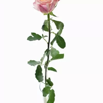 Růžová růže JABULANI 70cm (XXL)