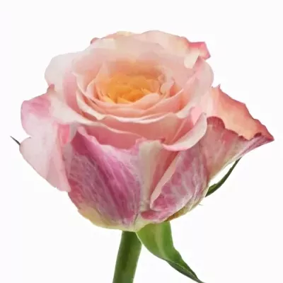 Růžová růže JABULANI 70cm (XXL)