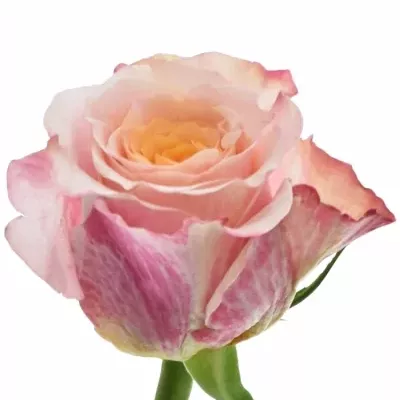 Růžová růže JABULANI 70cm (XXL)