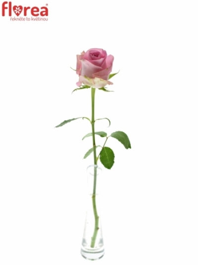 Růžová růže JESSIKA