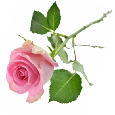 Růžová růže JESSIKA