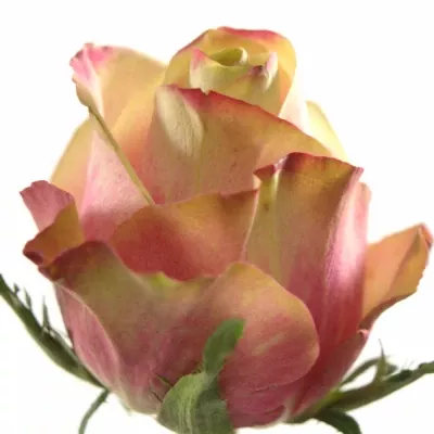 Růžová růže JOLIE 80cm (L)
