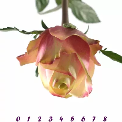 Růžová růže JOLIE 80cm (L)