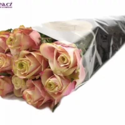 Růžová růže JOLIE 80cm (L)