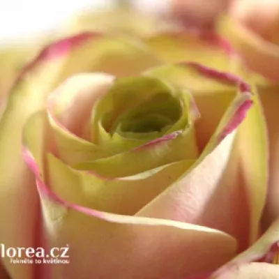 Růžová růže JOLIE 80cm (L)