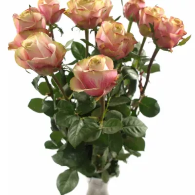 Růžová růže JOLIE 80cm (L)