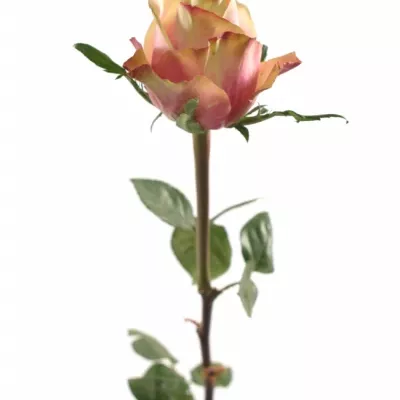 Růžová růže JOLIE 80cm (L)