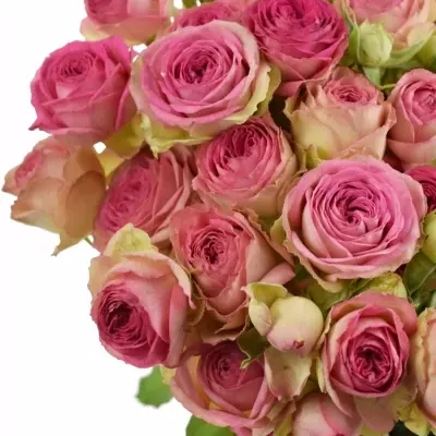 Růžová růže trsová JOLLY TRENDSETTER 40 cm / 4+