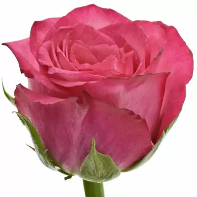 Růžová růže JOSIE 70cm (M)