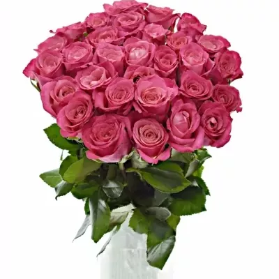 Růžová růže JOSIE 50cm