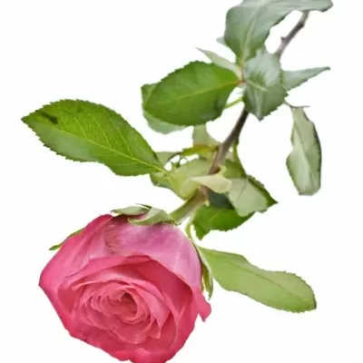 Růžová růže JOSIE 50cm