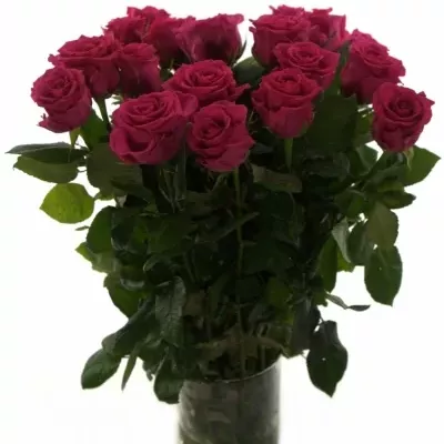 Růžová růže KARENZA 50cm