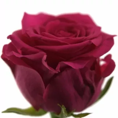 Růžová růže KARENZA 40cm (M)