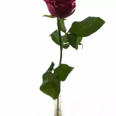 Růžová růže KARENZA 50cm