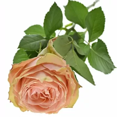 Růžová růže KAWA+ 70cm (XXL)