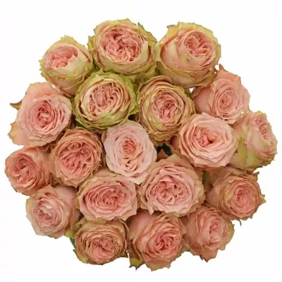 Růžová růže KAWA+ 70cm (XXL)