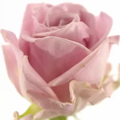 Růžová růže KEANO 80cm